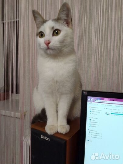 Отдам в добрые руки котика