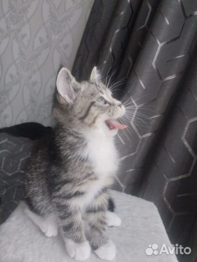 Тигровый табби