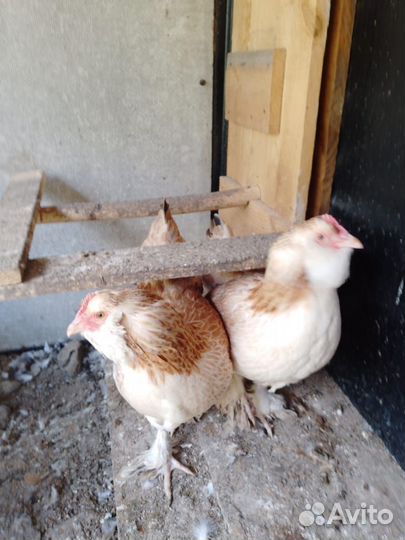 Молодые куры