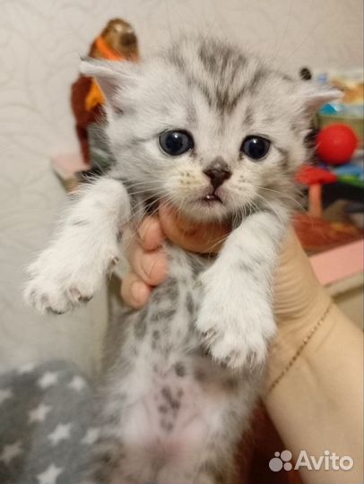 Британские котята