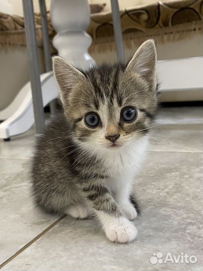 Котята в добрые руки бесплатно