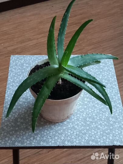 Хлорофитум кудрявый. Алоэ лечебный, детки