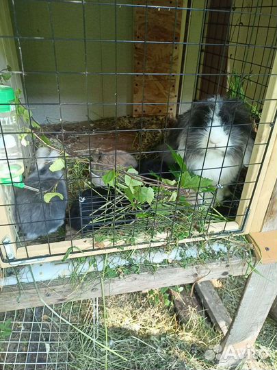 Карликовые крольчата барашки