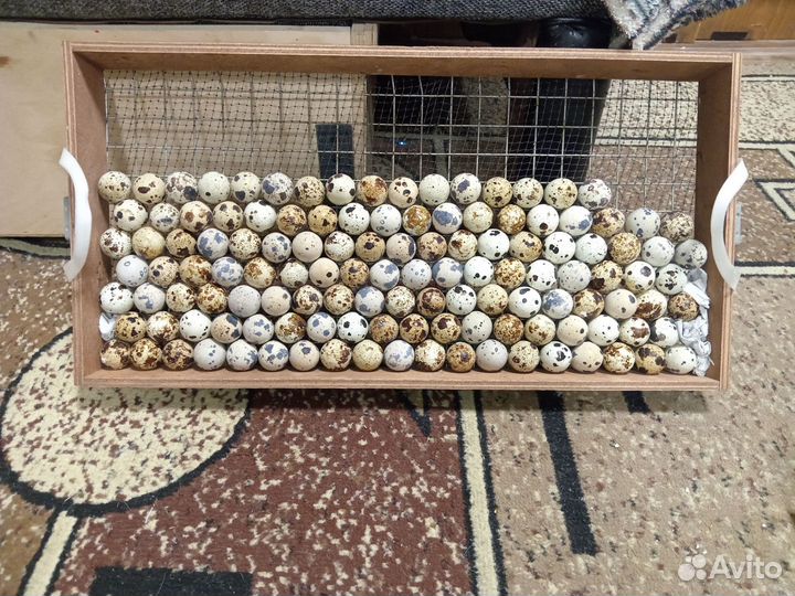 Перепелята