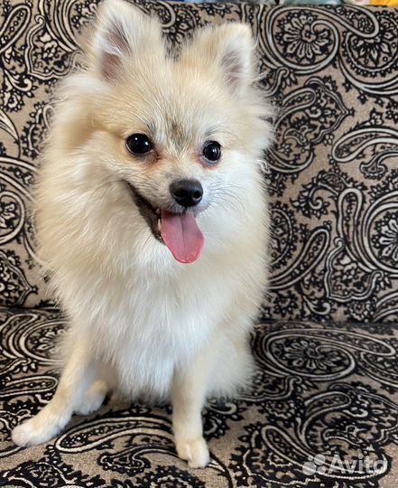 Померанский шпиц