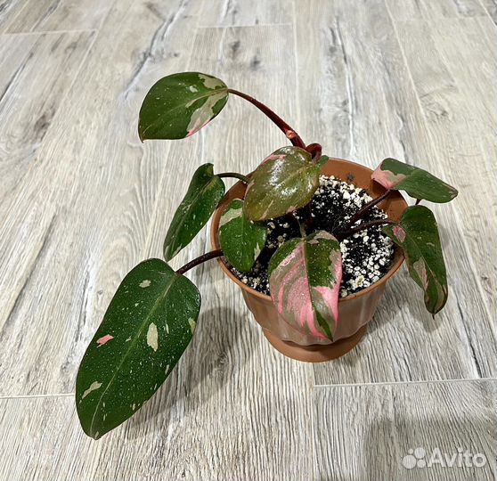 Филодендрон розовая принцесса
