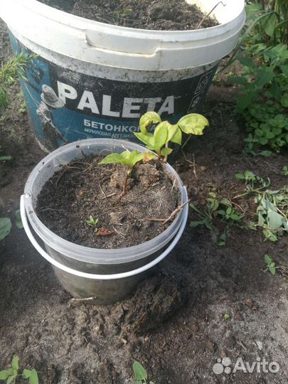 Лимонник китайский