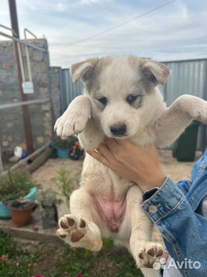 Щенок западно сибирской лайки