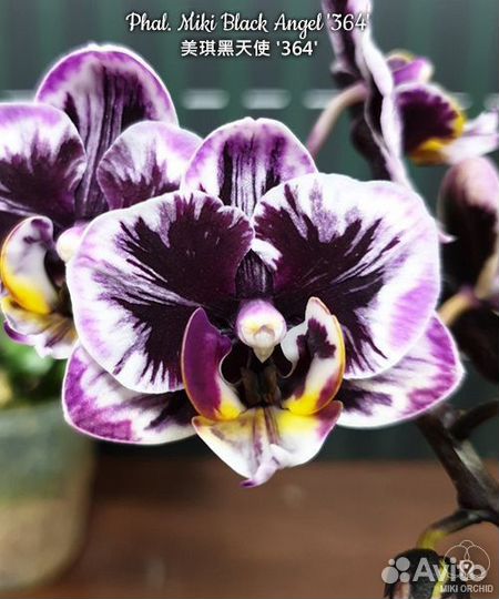 Орхидея Черный ангел 364