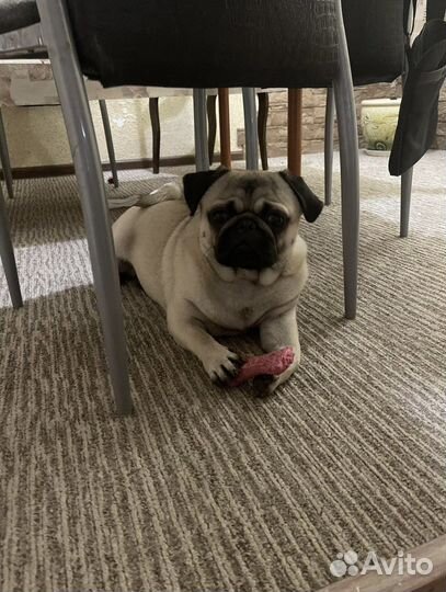 Мопс вязка мальчик