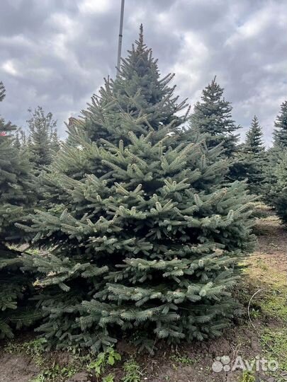 Ель Голубая 214см