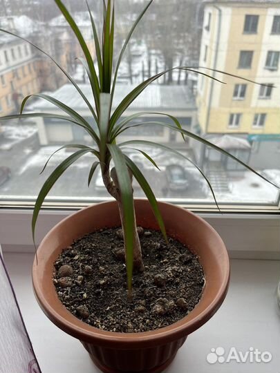 Комнатные цветы