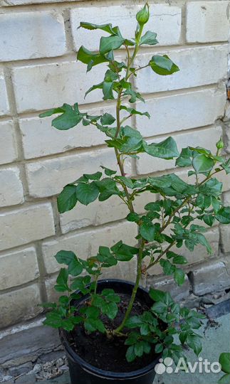 Розы зкс