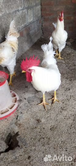 Петух леггорн