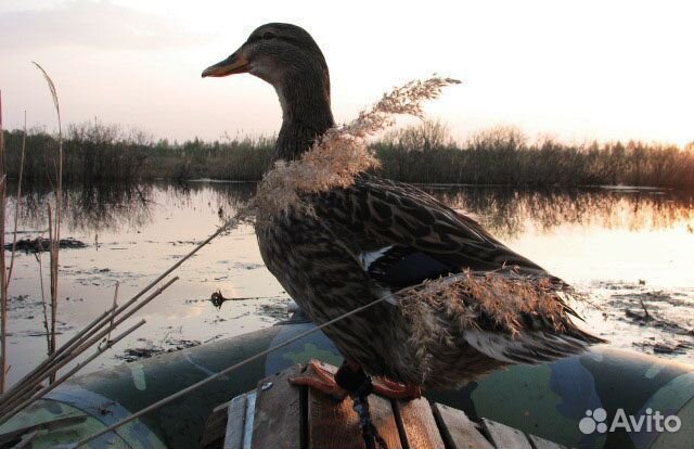 Подсадные Утки Доставка