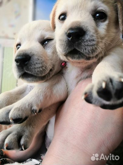 Лабрадор ретривер щенки