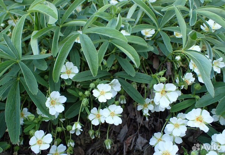 Лапчатка белая