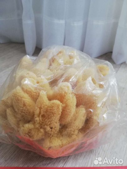 Средиземноморская губка