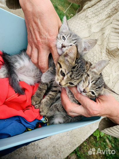 Котята в добрые руки