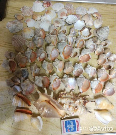 Морские ракушки