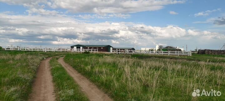 Конные прогулки