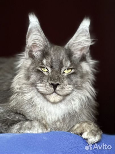 Мейн-кун черный дым 4,5 месяца