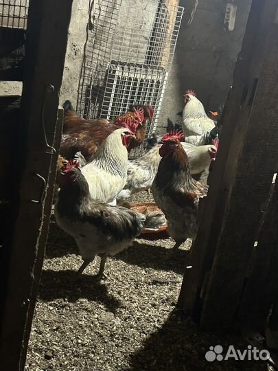 Молодые петухи