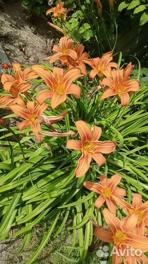 Лилейник сортовой