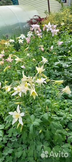 Растения для сада