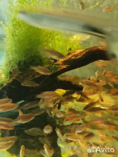 Микрорасбора галактика Красный неон Моина