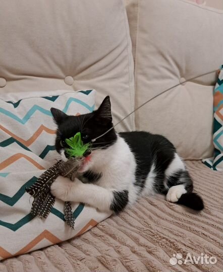 Ласковая молодая кошка в добрые руки