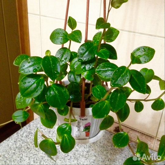 Цветы для дома