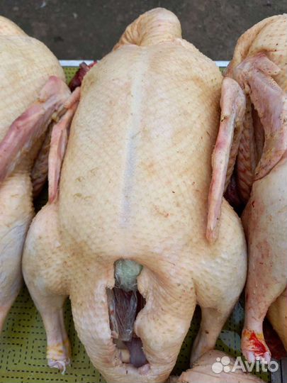 Утки мясо