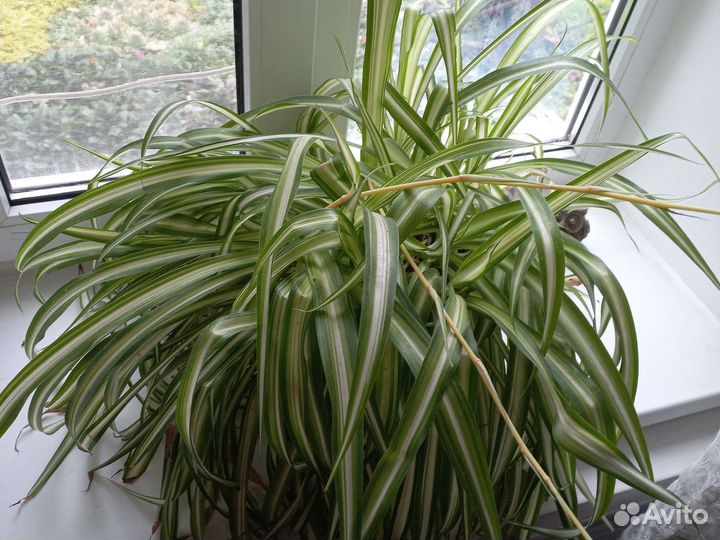 Хлорофитум цветок