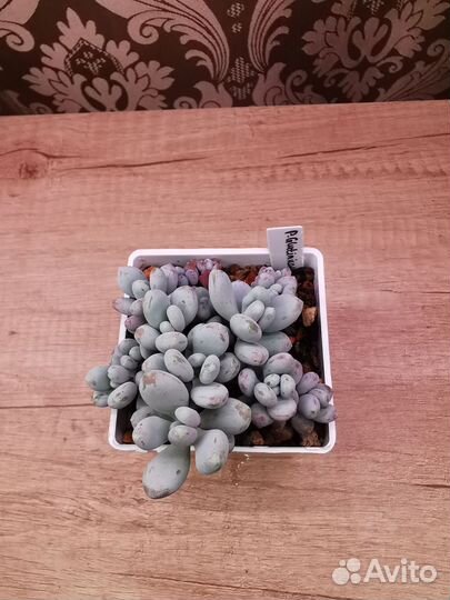 Суккуленты 2