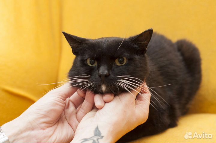 Моисей ищет дом