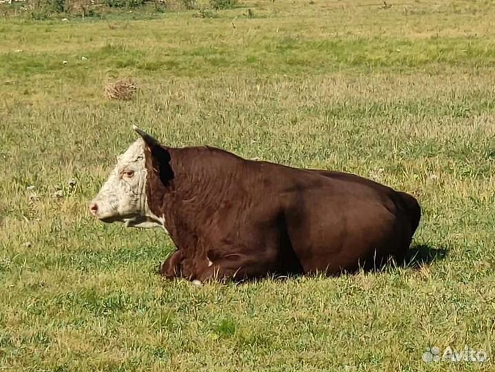 Быки на мясо крс