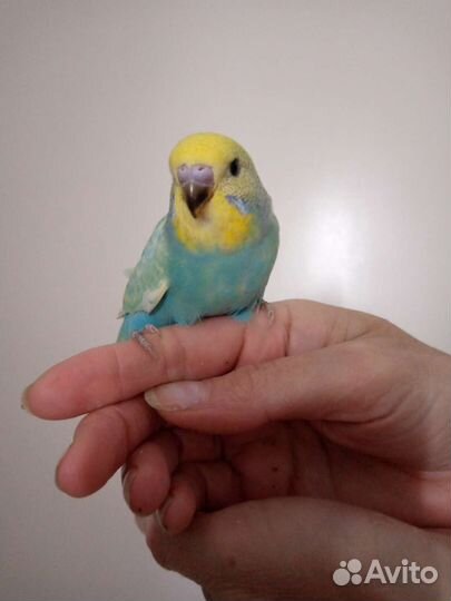 Ручные волнистые попугаи. Получехи. Птенцы