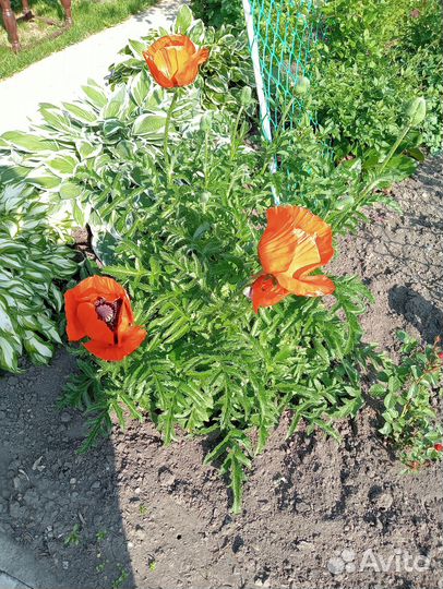 Продам цветы для сада