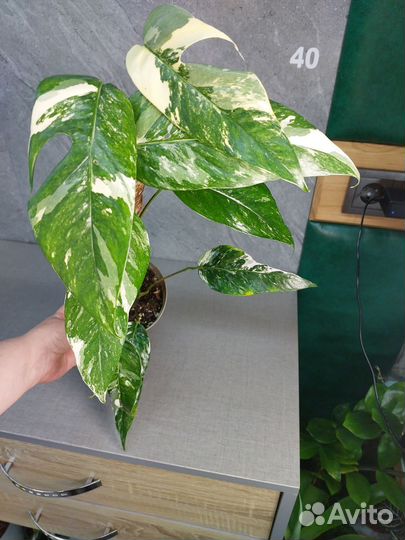 Эпипремнум амидриум