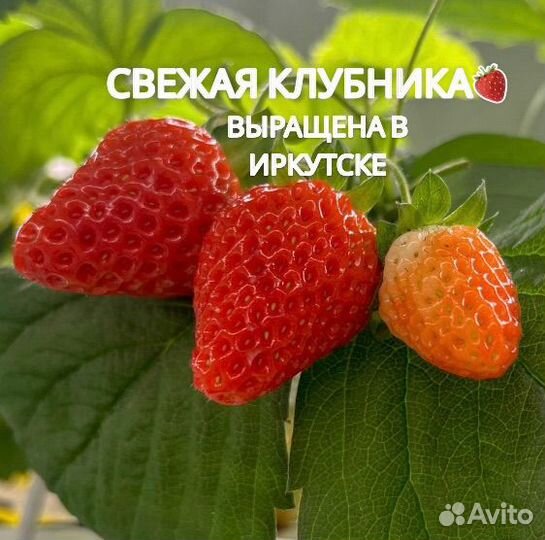 Клубника свежая вкусная