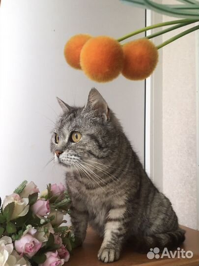 Замечательная кошечка ищет дом