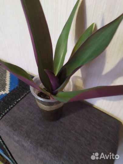 Традесканция Рэо,Зебрина, Коллизия