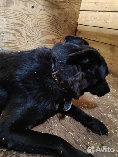 Черный красавец Блэк-отличный пес для семьи
