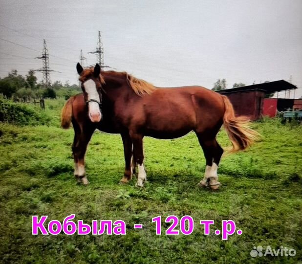 Продаются лошади