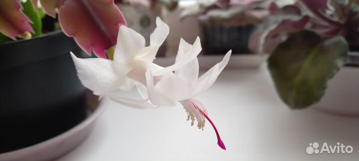 Декабрист шлюмбергера (фото от 19.04)