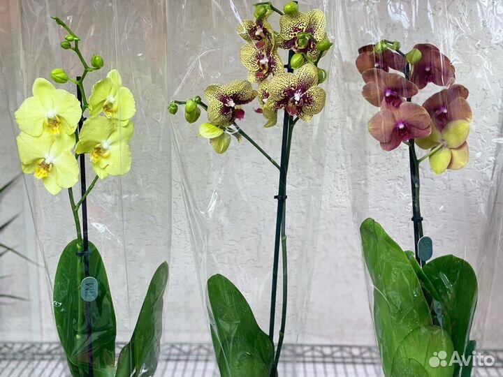 Орхидеи на 1 цветонос