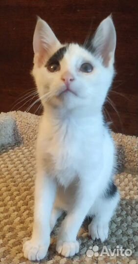 Котик Никки (мальчик)