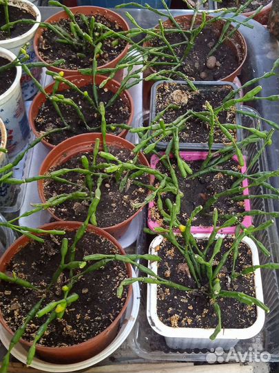 Комнатное растение хатиора