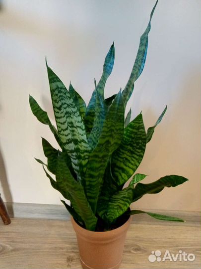 Сансевьерия